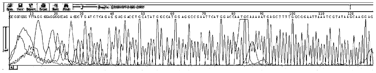 PET series carrier forward sequencing primers and sequencing method