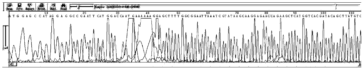 PET series carrier forward sequencing primers and sequencing method