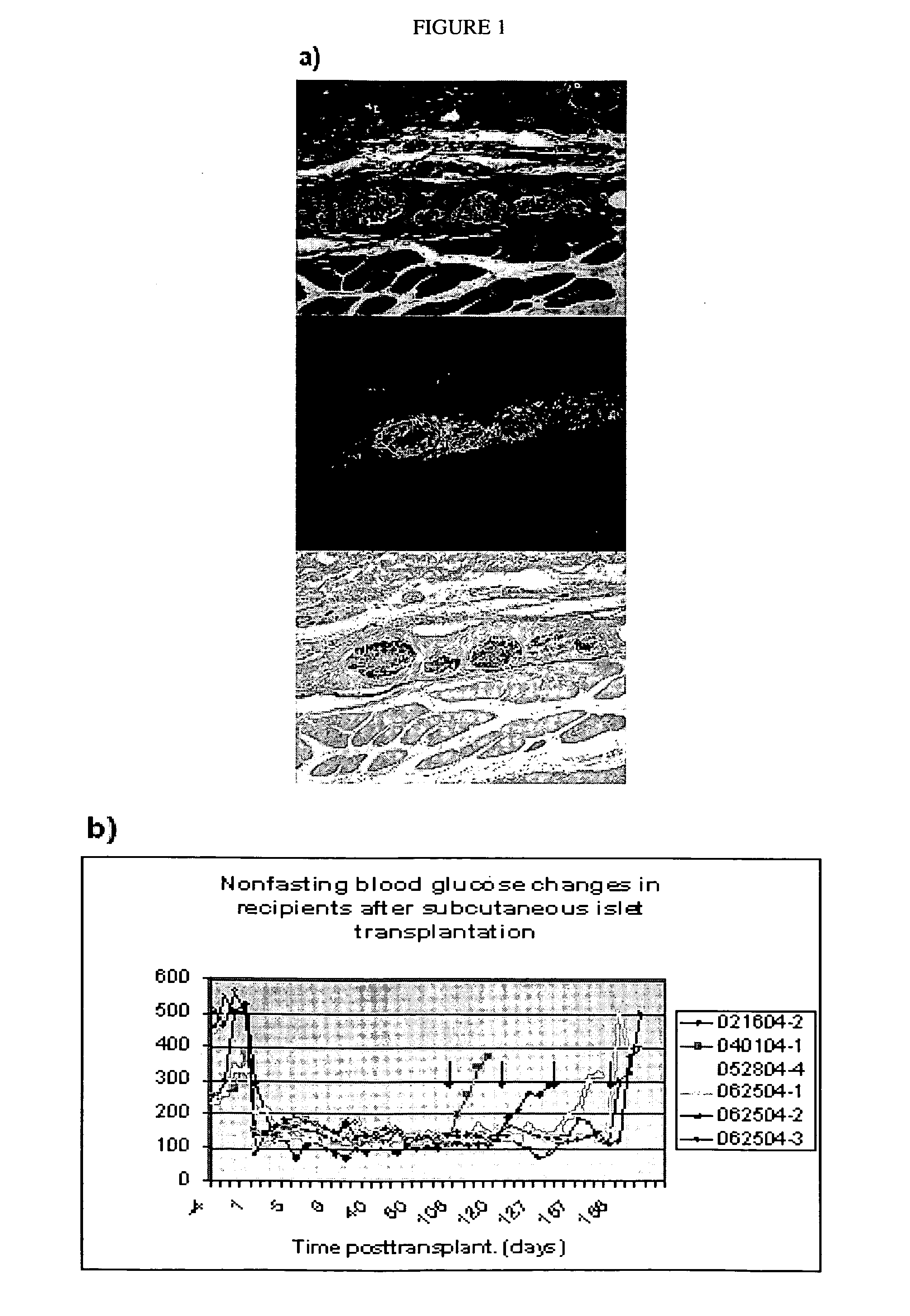 Pancreatic islet cells composition and methods