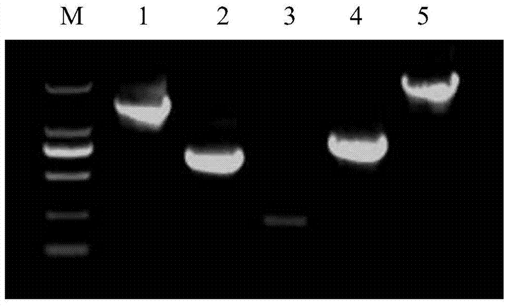 DNA Fragment and Its Application in Preparation of H5N1 Subtype Influenza Guassia Luciferase Reporter Virus