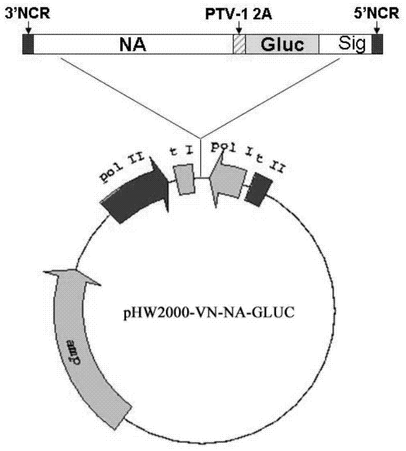 DNA Fragment and Its Application in Preparation of H5N1 Subtype Influenza Guassia Luciferase Reporter Virus