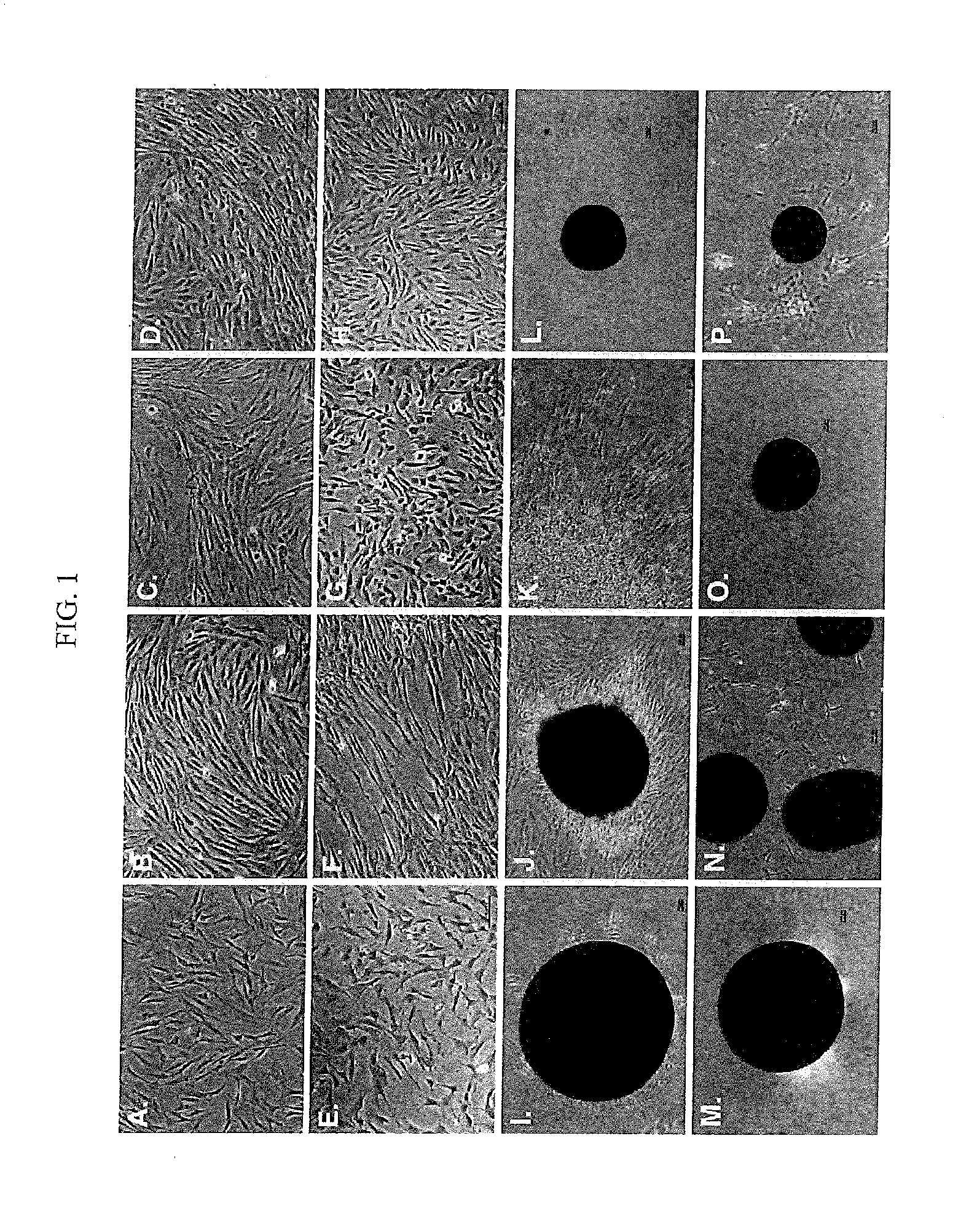 Differentiated Progeny of Clonal Progenitor Cell Lines