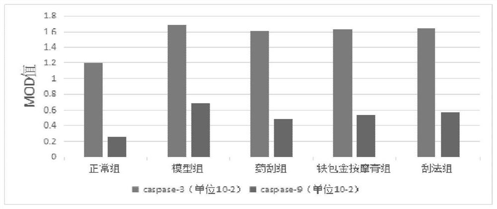 Experimental method for rabbit KOA model chondrocytes by adopting medicine scraping method