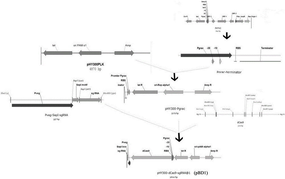 Bacillus gene knockdown carrier plasmid pBD1 based on dCas9, construction and application