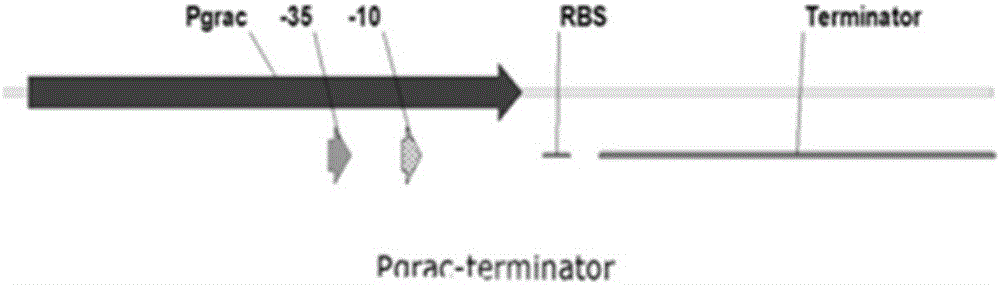 Bacillus gene knockdown carrier plasmid pBD1 based on dCas9, construction and application