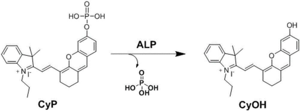 Preparation method and application of near-infrared alkaline phosphatase fluorescence probe