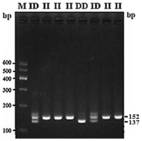 Detection method for insertion/deletion marker of goat gene IGF2BP1