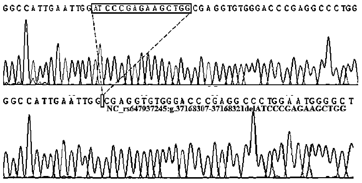 Detection method for insertion/deletion marker of goat gene IGF2BP1