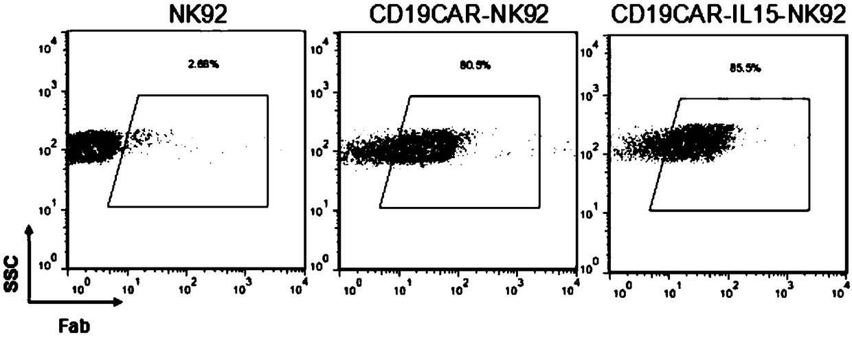 A chimeric antigen receptor NK cell and a preparation method and an application thereof