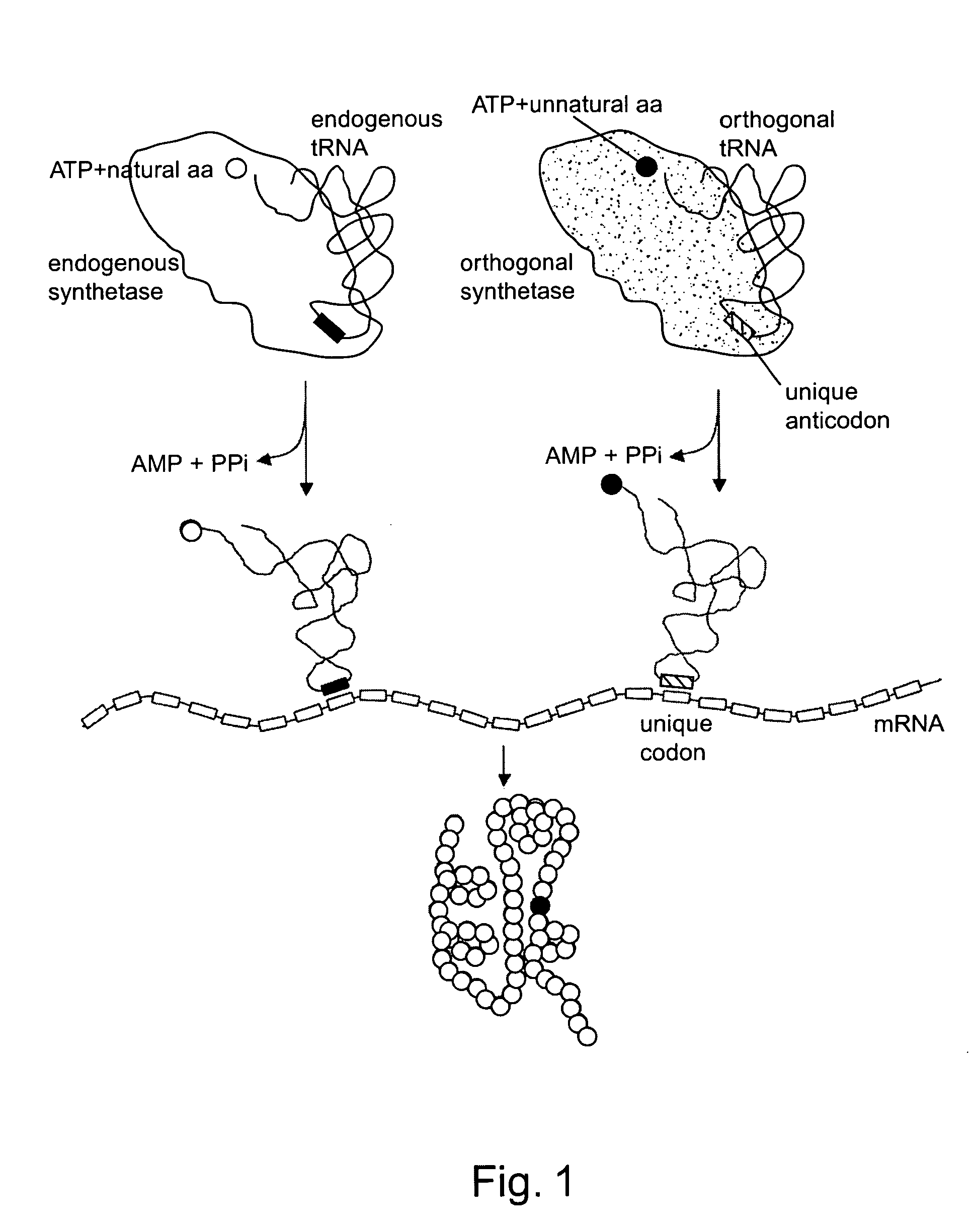 Methods and composition for the production of orthogonal tRNA-aminoacyltRNA synthetase pairs
