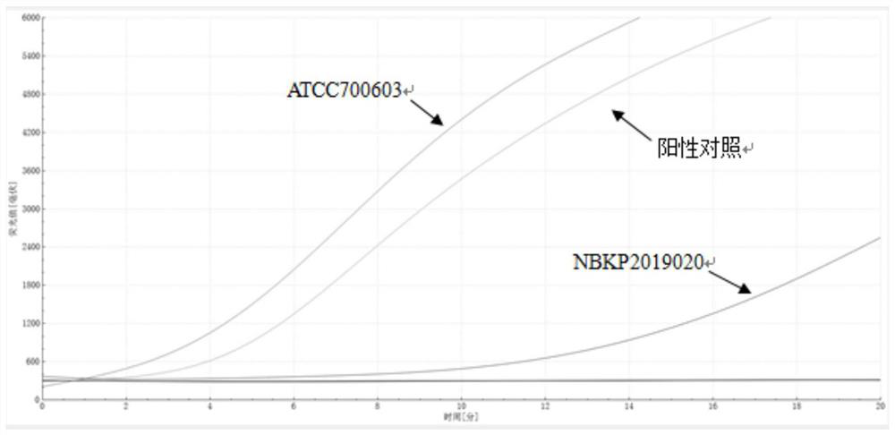 Primer and probe sequence for klebsiella pneumoniae fluorescence RAA detection and application
