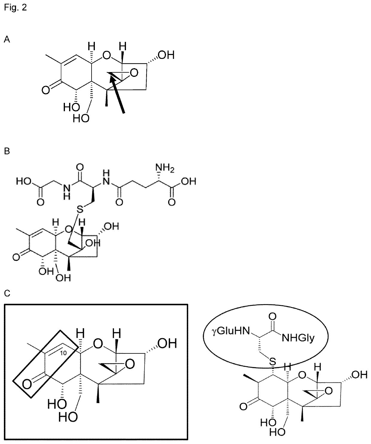 Method for biotransformation of trichothecenes