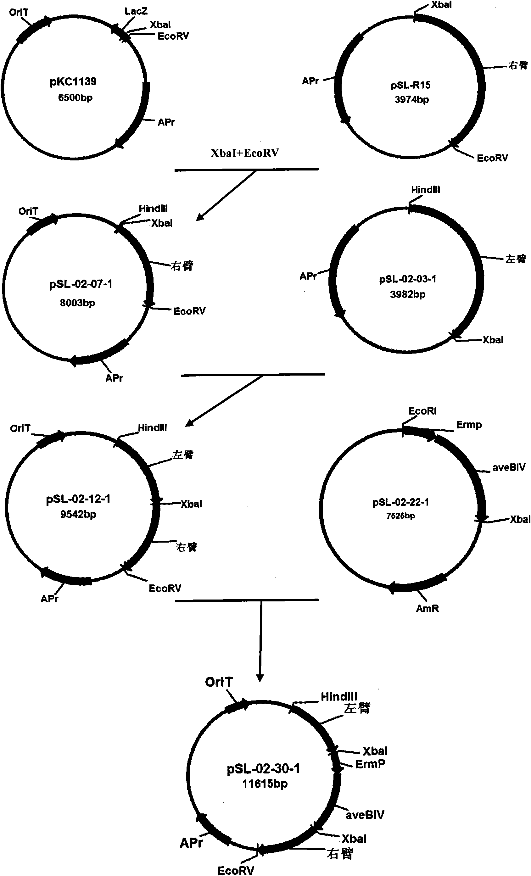 Genetically engineered strain of streptomyces coeruleorubidus producing epi-daunorubicin and preparing method thereof