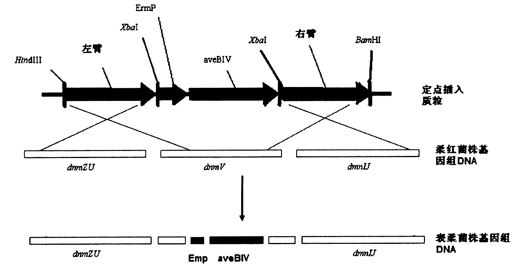 Genetically engineered strain of streptomyces coeruleorubidus producing epi-daunorubicin and preparing method thereof