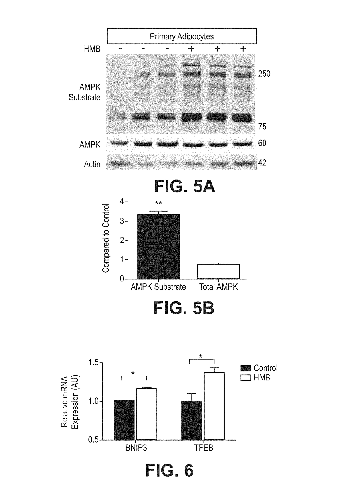 Compositions and methods of use of β-hydroxy-β-methylbutyrate (HMB) for modulating autophagy and lipophagy