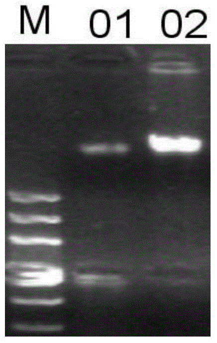 Plant Drought Stress Inducible Expression Promoter gaprop5cs and Its Application