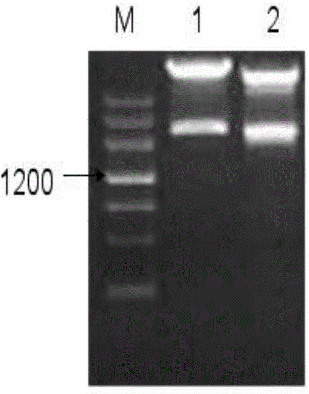 Plant Drought Stress Inducible Expression Promoter gaprop5cs and Its Application