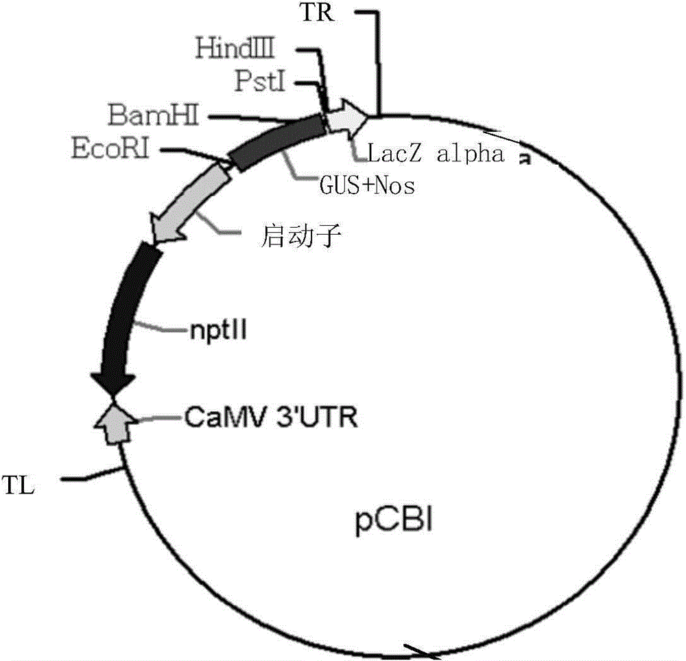 Plant Drought Stress Inducible Expression Promoter gaprop5cs and Its Application