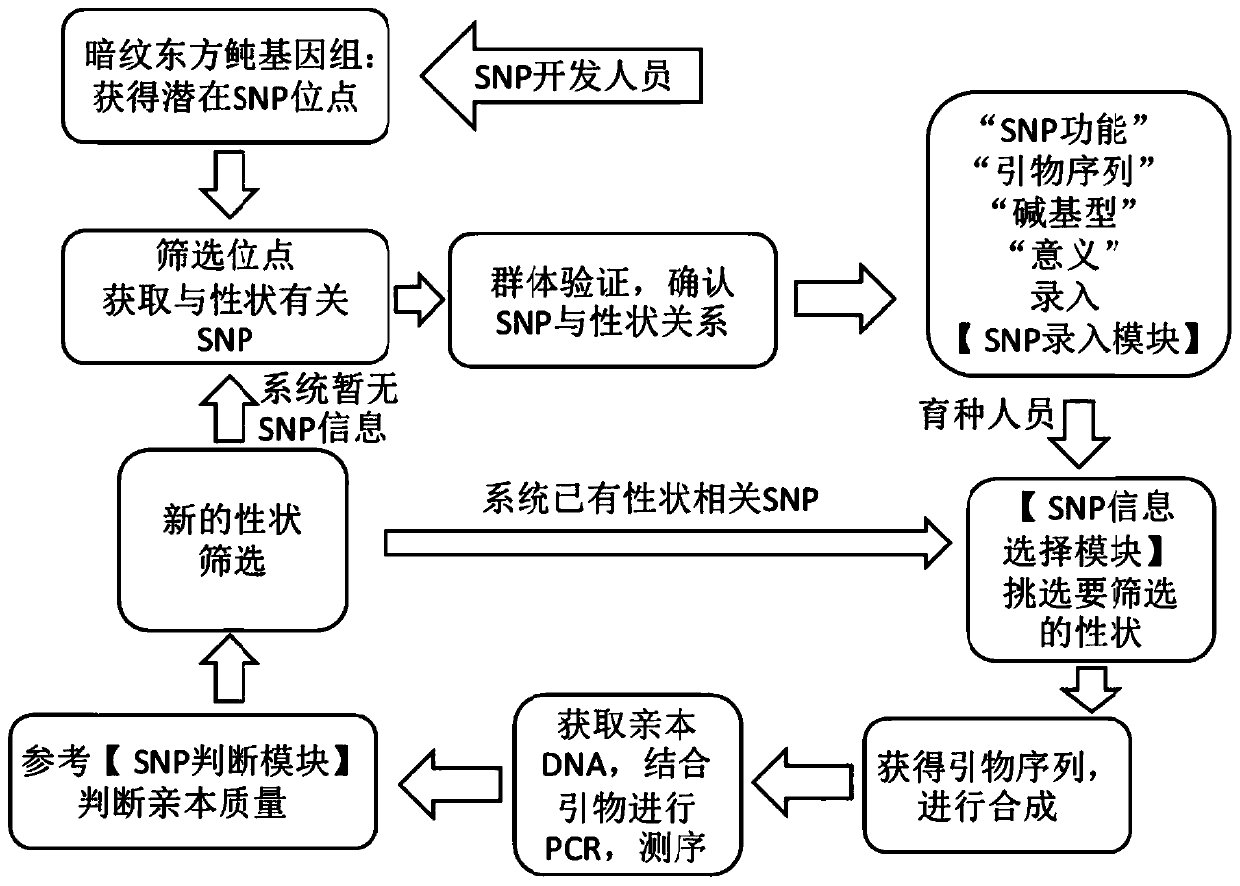 Takifugu obscurus SNP molecular markers and application thereof in genetic breeding