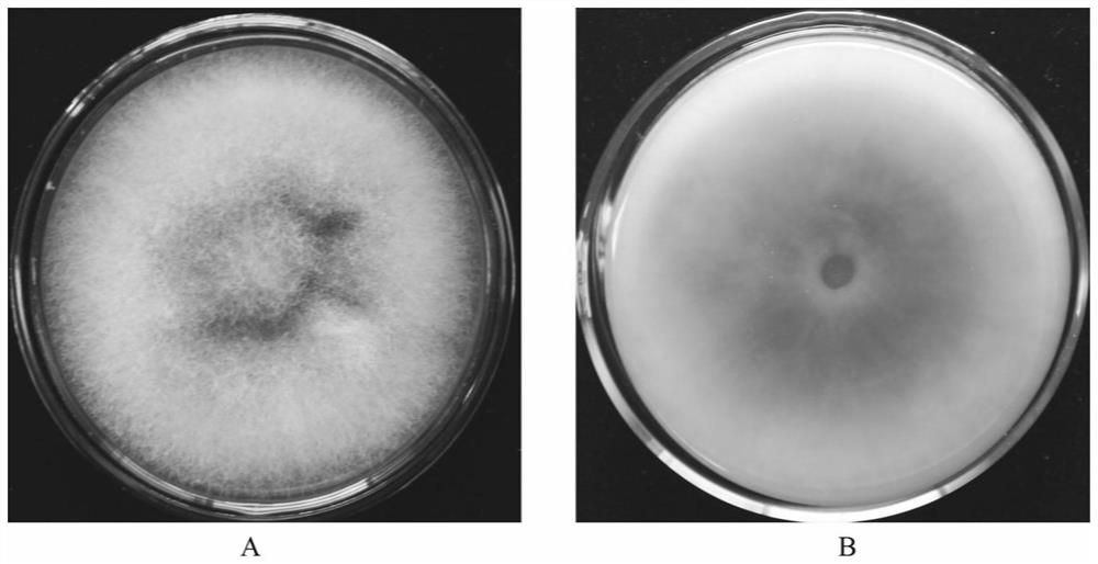 Fusarium oxysporum FP26 and application thereof