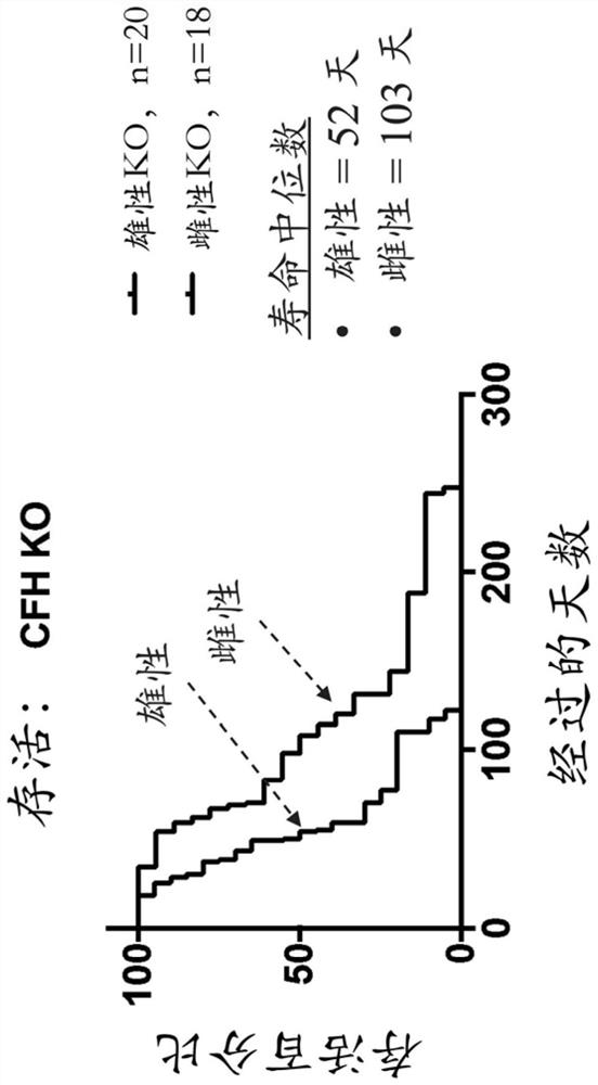 Complement factor h gene knockout rat as a model of c3 glomerulopathy