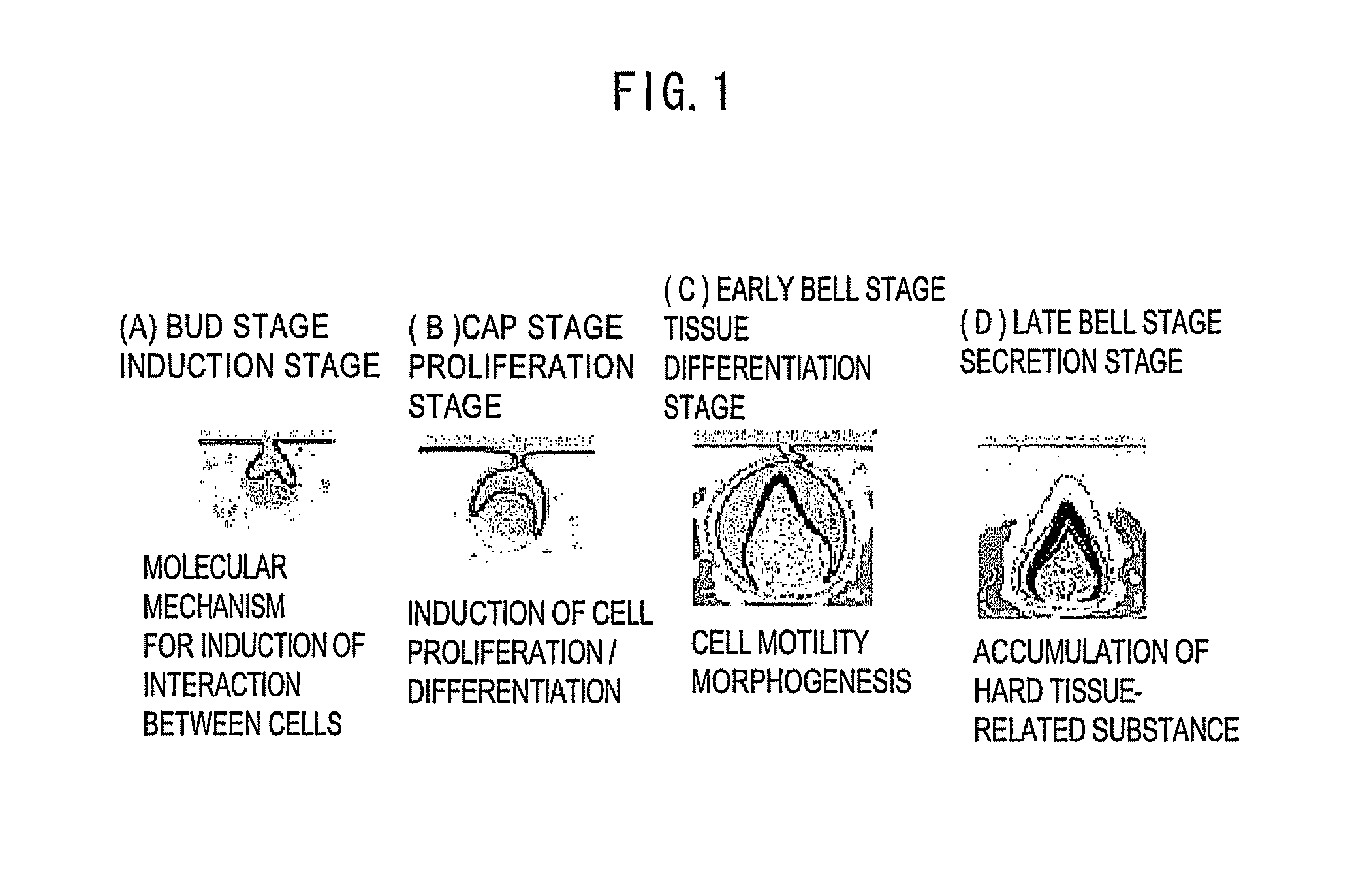 Method for production of mesenchymal cell, method for production of tooth, and mesenchymal cell for formation of tooth