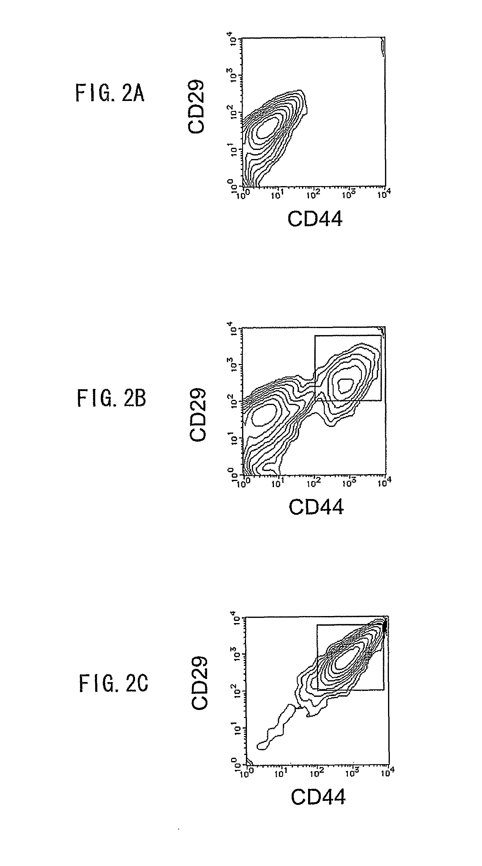 Method for production of mesenchymal cell, method for production of tooth, and mesenchymal cell for formation of tooth