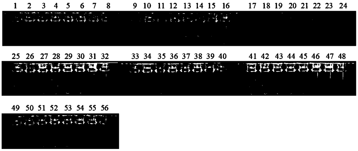 Specific sequence of konjac soft rot bacteria, and detection primer and application thereof