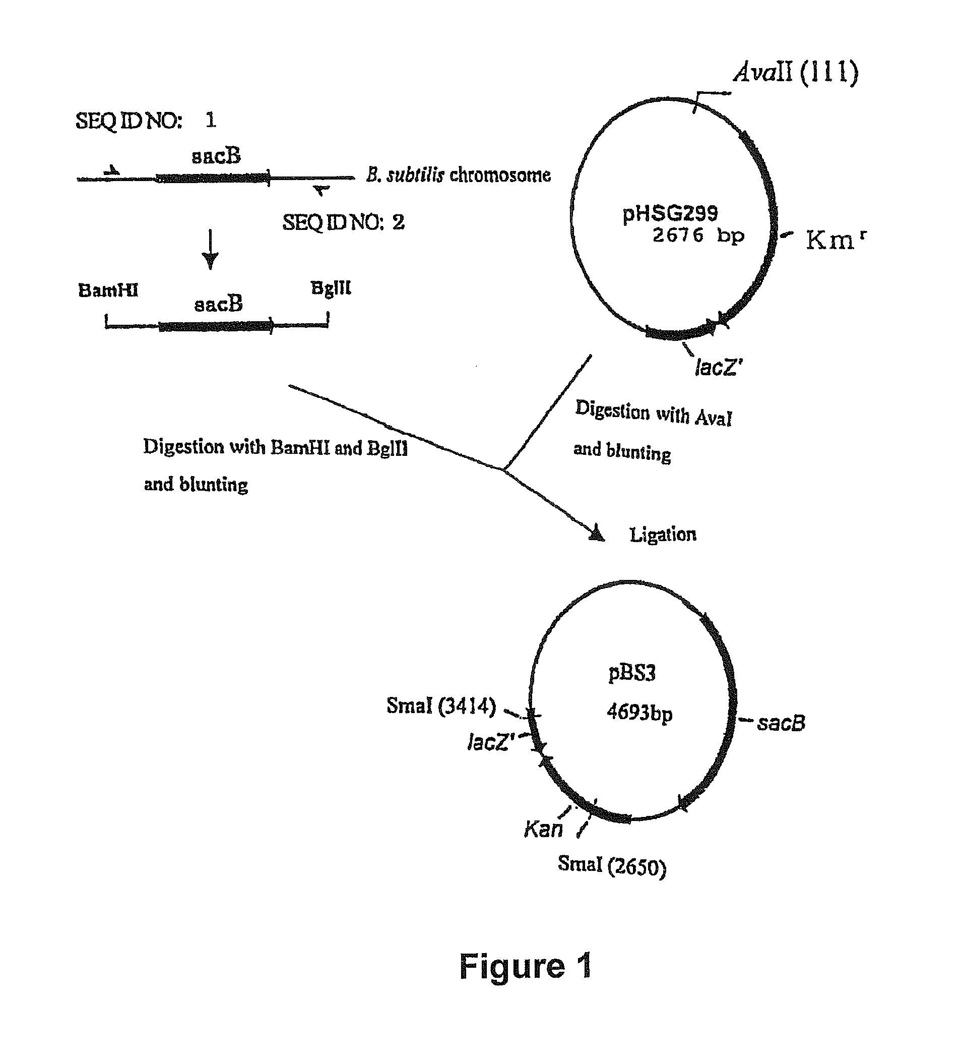 L-amino acid-producing bacterium and a method for producing L-amino acid