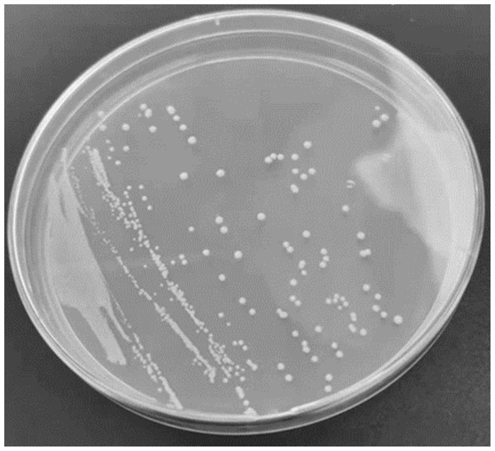 A kind of lactobacillus plantarum and application thereof