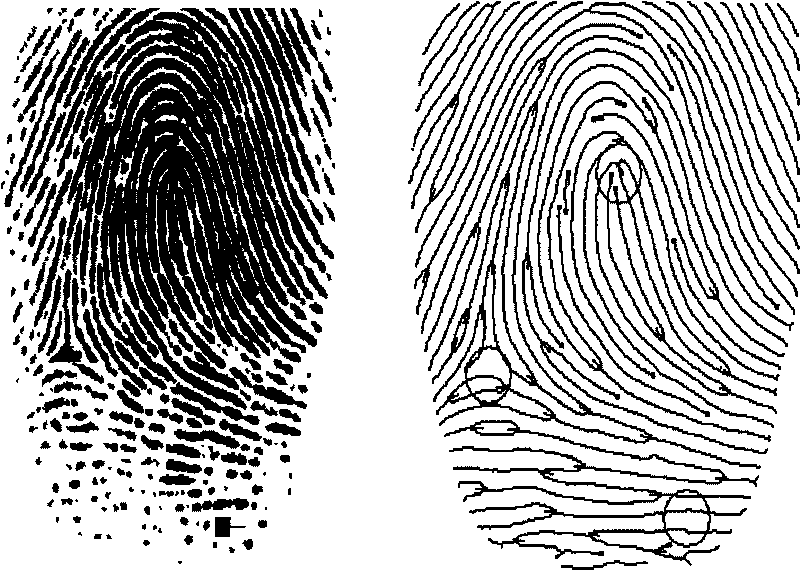 Quick fingerprint identification method based on strange topology structure
