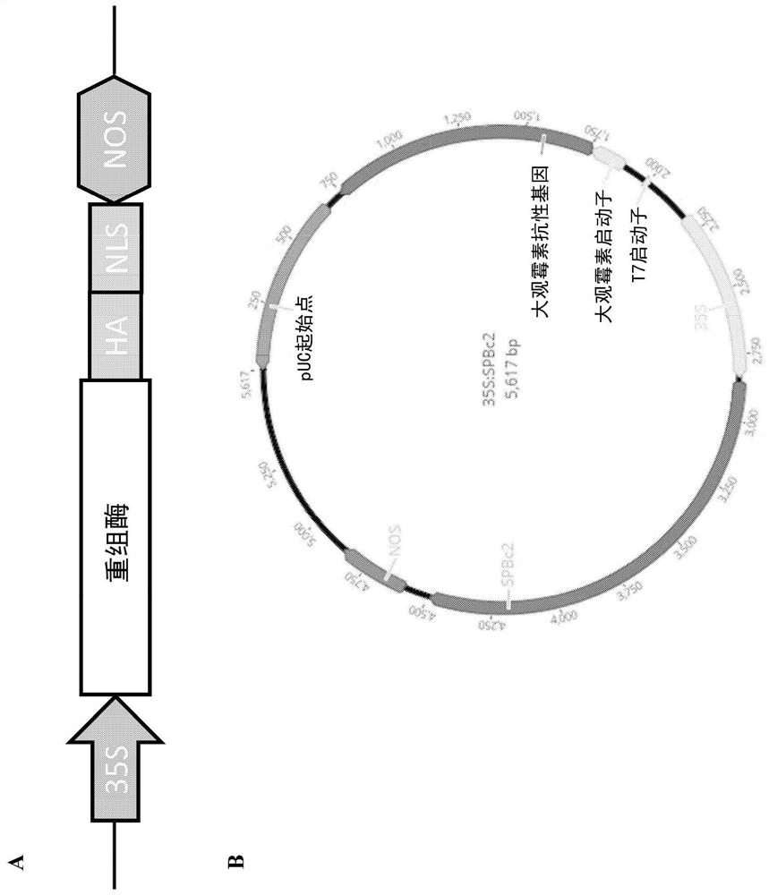 Serine recombinases mediating stable integration into plant genomes