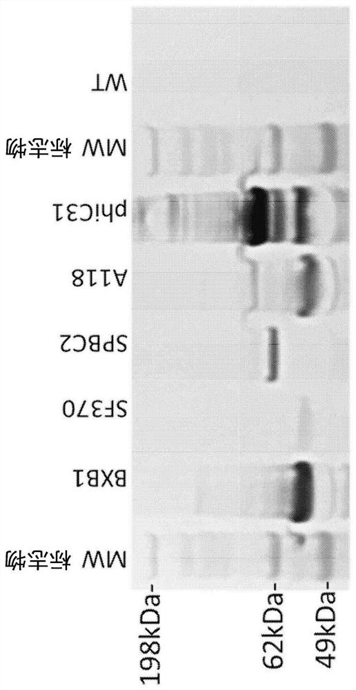 Serine recombinases mediating stable integration into plant genomes