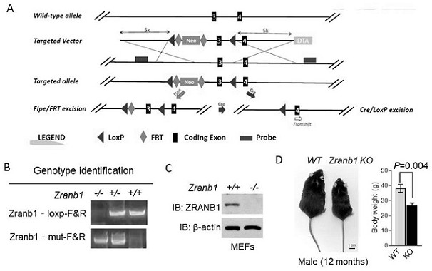 Function and application of deubiquitinating enzyme ZRANB1 for regulating lipid metabolism
