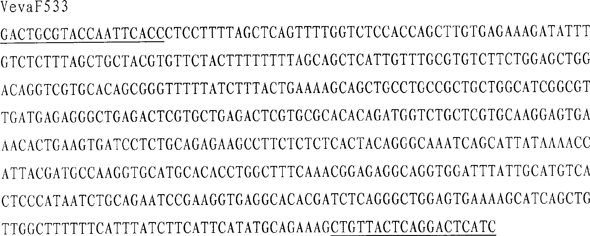 Special molecular marker for sex of verasper variegates, and genetic sex identification method
