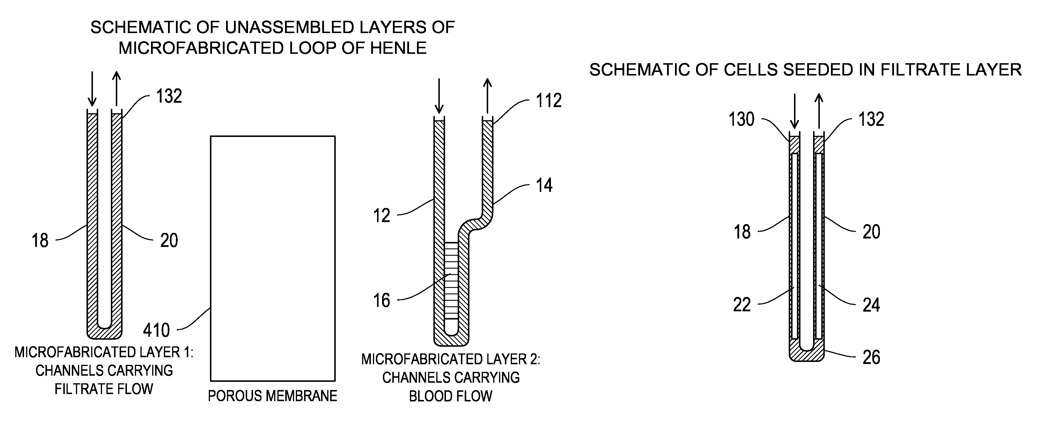 Systems, methods, and devices relating to a cellularized nephron unit