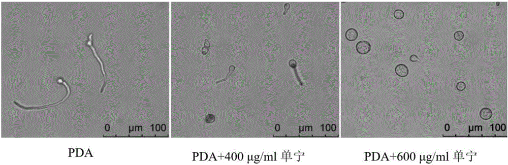 Application of plant polyphenols in preparing pesticide for preventing Penicillium digitatum after harvesting of citrus