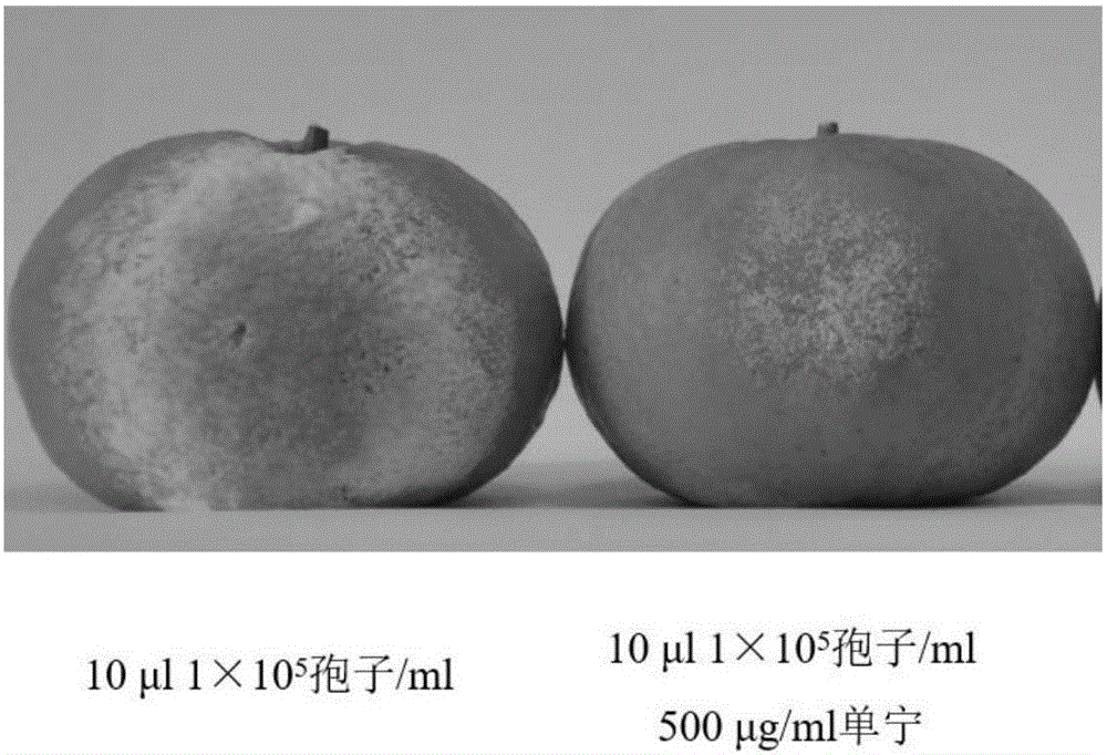 Application of plant polyphenols in preparing pesticide for preventing Penicillium digitatum after harvesting of citrus