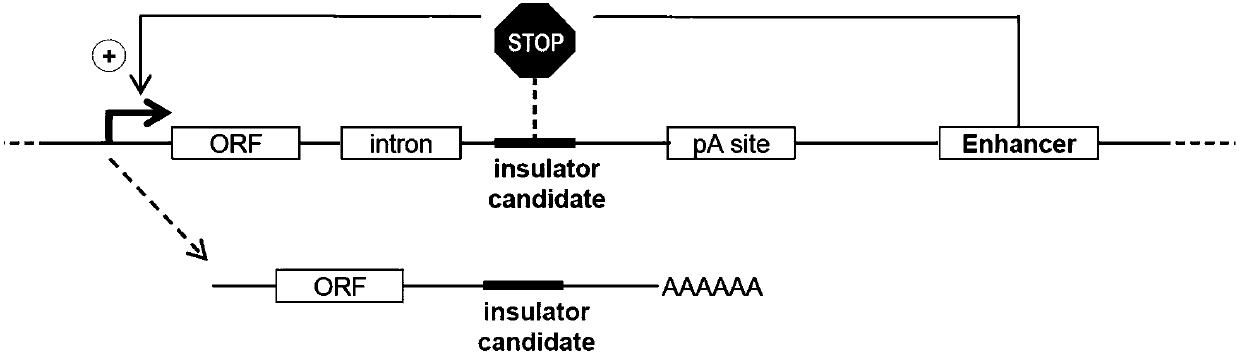 High-throughput identification method for genome insulator