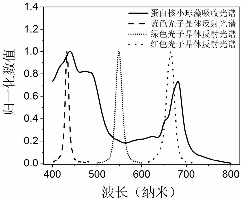 Method for improving light energy utilization rate of photosynthetic pigment by utilizing slow photon effect of photonic crystal