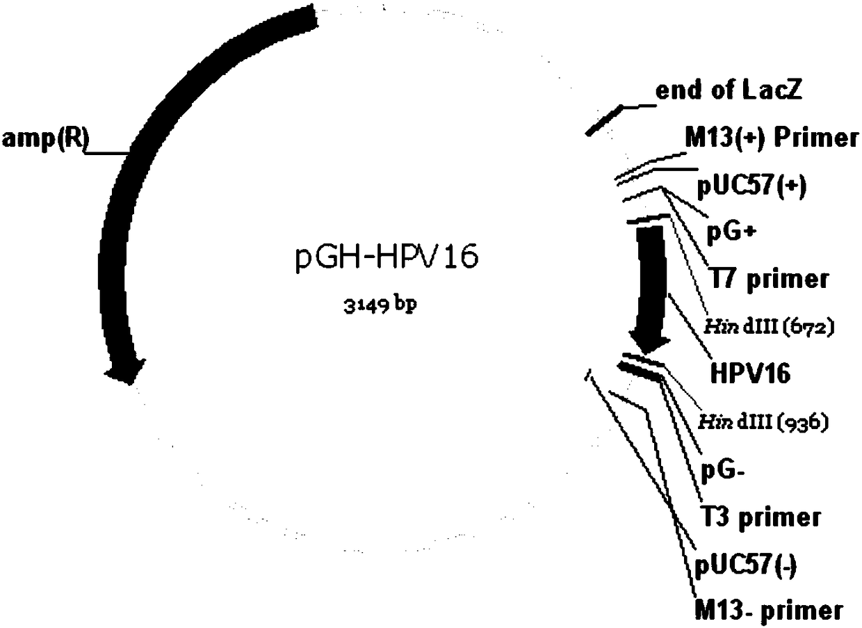 Nucleic acid composition for detecting HPVs (Human Papilloma Viruses) as well as application and kit of nucleic acid composition