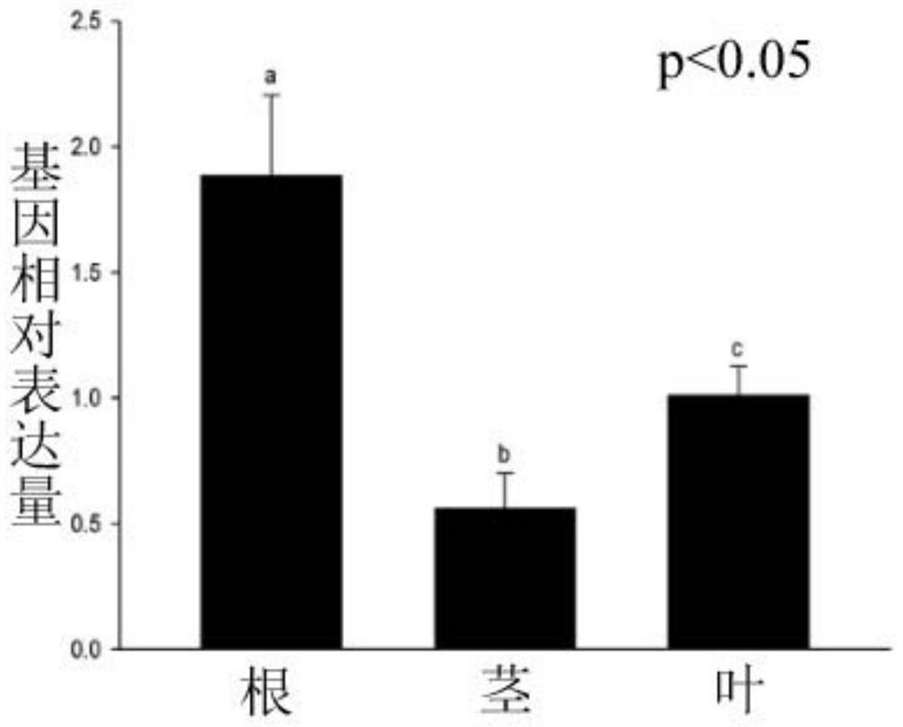Quercus variabilis QsSRO1 gene and application of encoding protein of Quercus variabilis QsSRO1 gene in plant stress resistance