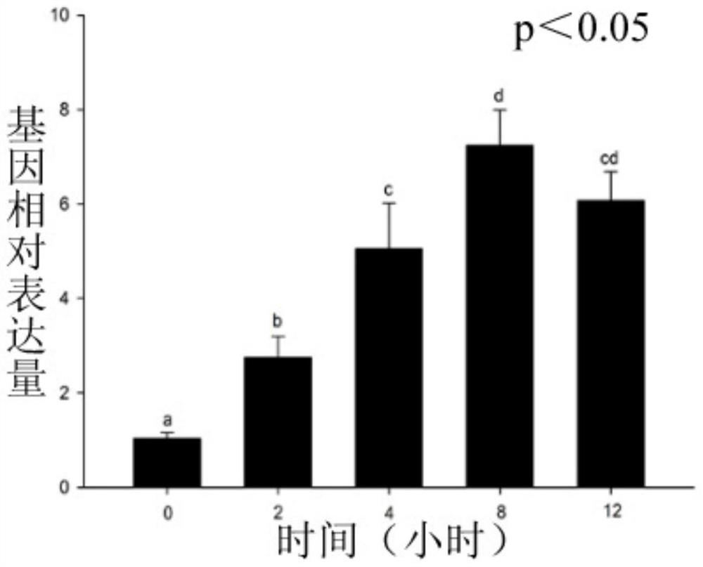 Quercus variabilis QsSRO1 gene and application of encoding protein of Quercus variabilis QsSRO1 gene in plant stress resistance