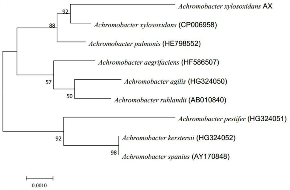 Achromobacter xyloseoxidans capable of degrading sulfide and its application