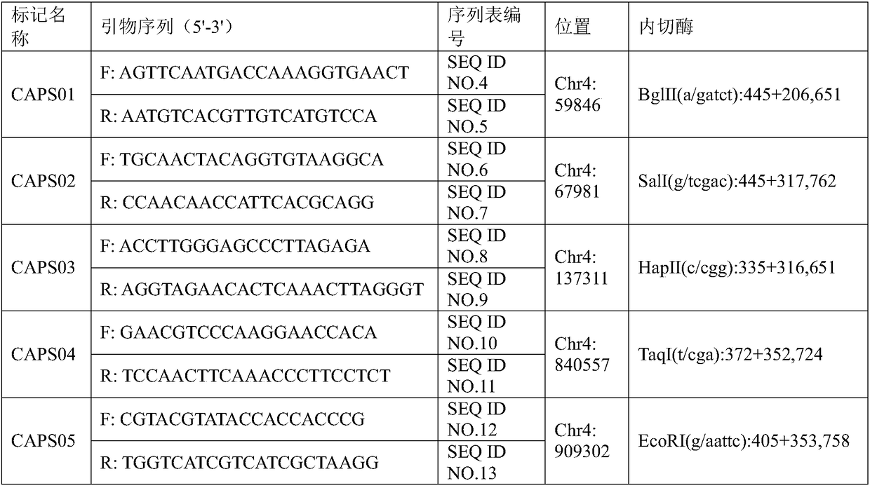 SNP (single nucleotide polymorphism) molecular marker related to watermelon peel background color and application of SNP molecular marker