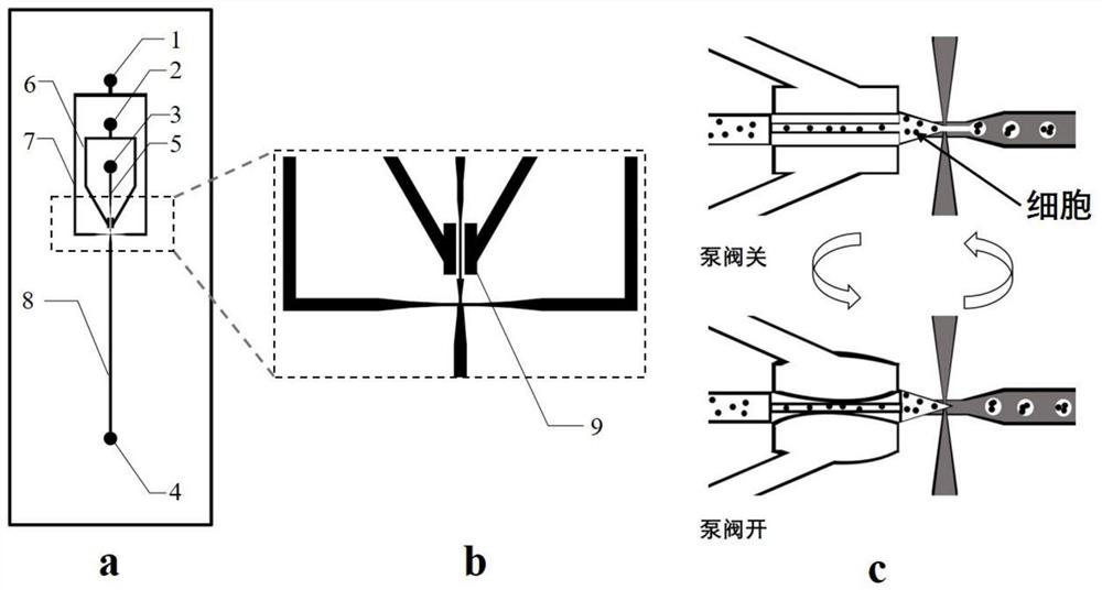 3D organoid engineering method based on two-aqueous-phase droplet microfluidics