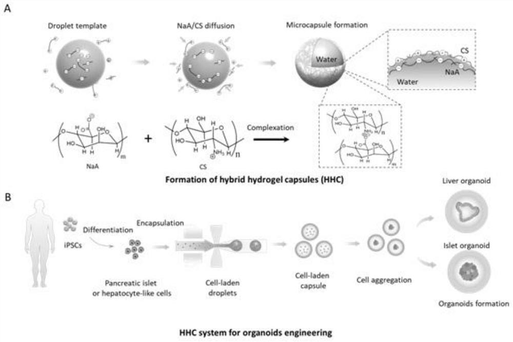 3D organoid engineering method based on two-aqueous-phase droplet microfluidics