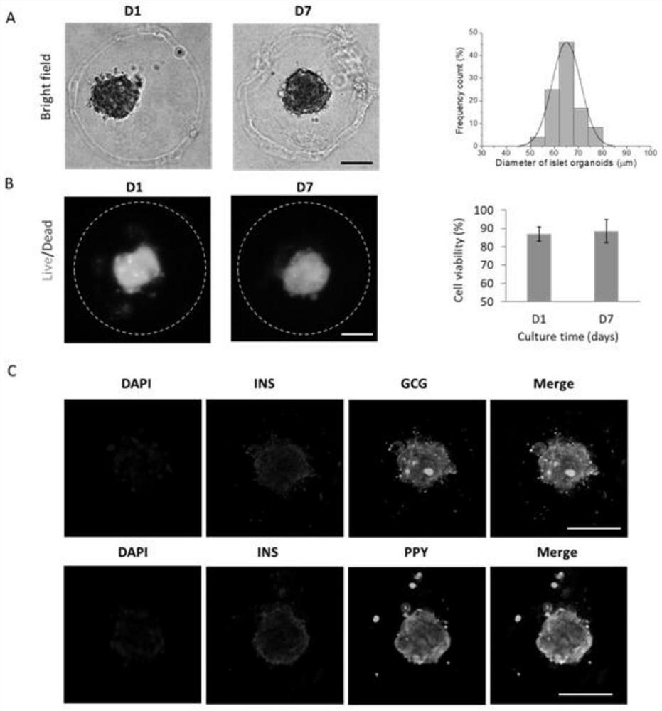 3D organoid engineering method based on two-aqueous-phase droplet microfluidics