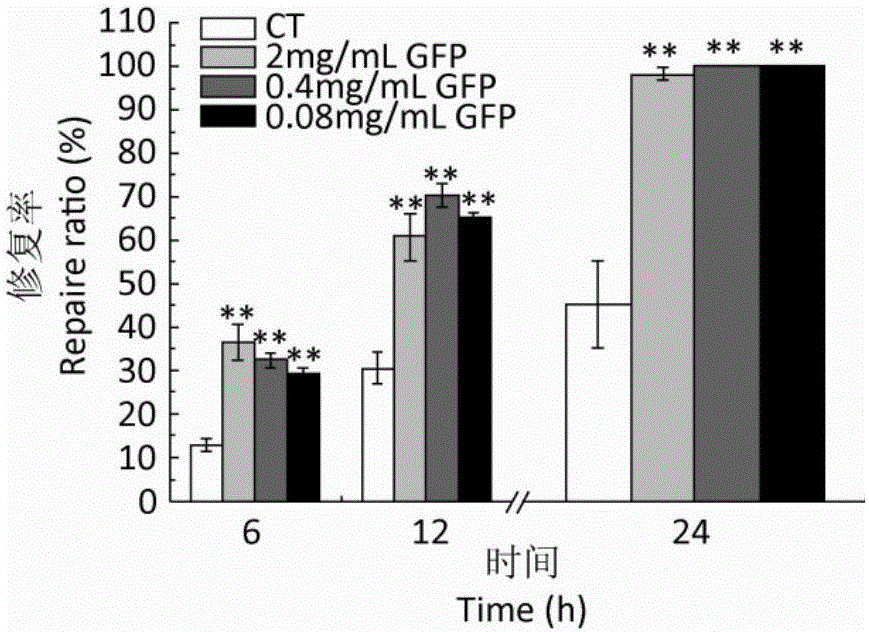 Extraction process and application of polysaccharide of grifola frondosa to preparation of medicament for repairing gastric mucosa damage