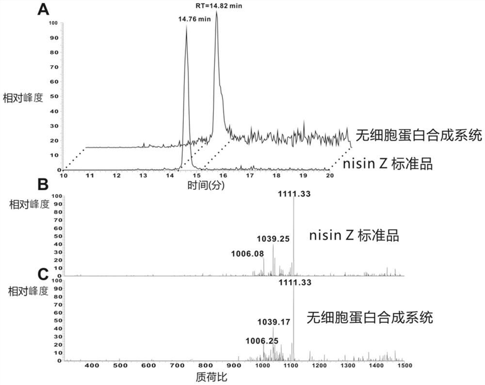 Screening method of wool thiopeptide, cell-free protein synthesis system and wool thiopeptide